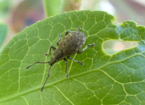 Réf. 357 226 : Peritelus sphaeroides